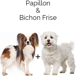 Papichon Dog